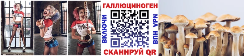 Псилоцибиновые грибы Cubensis  Шимановск 